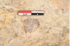 Foto (Detailansicht) von Glyptostrobus europaeus Brongniart (NHMW-GEO-2024-0188-11397)